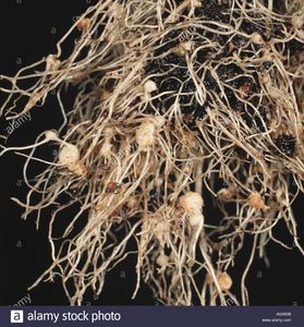 uploads/images/pest/paddy nematode.jpg